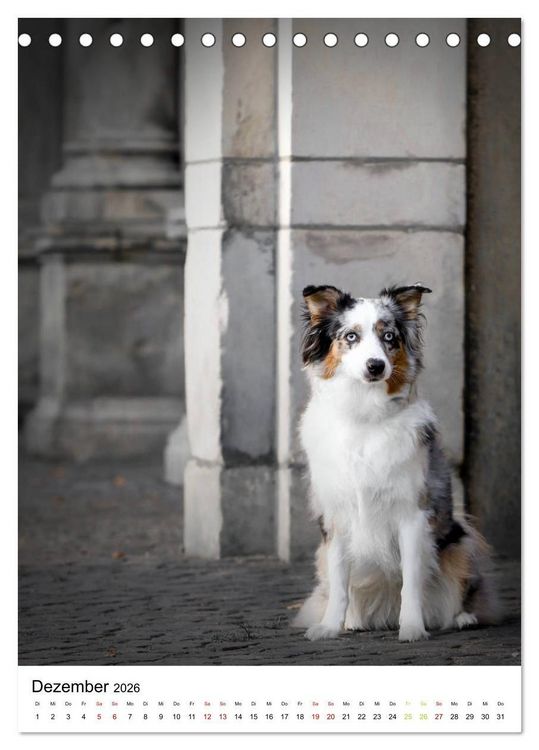 Produktbild: Australian Shepherd - Beste Freunde (Tischkalender 2026 DIN A5 hoch), CALVENDO Monatskalender