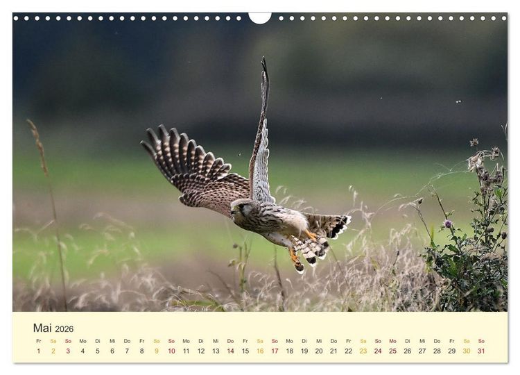 Produktbild: Im Revier der Falken (Wandkalender 2026 DIN A3 quer), CALVENDO Monatskalender