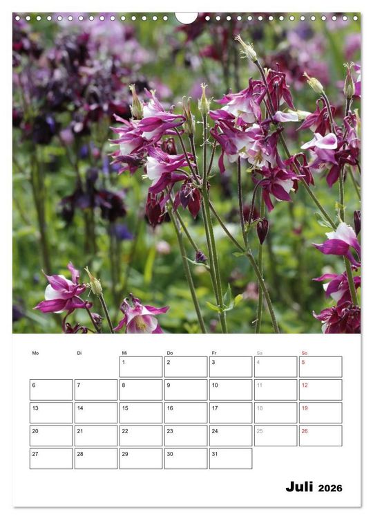 Produktbild: Zauberhafte Akeleien (Wandkalender 2026 DIN A3 hoch), CALVENDO Monatskalender