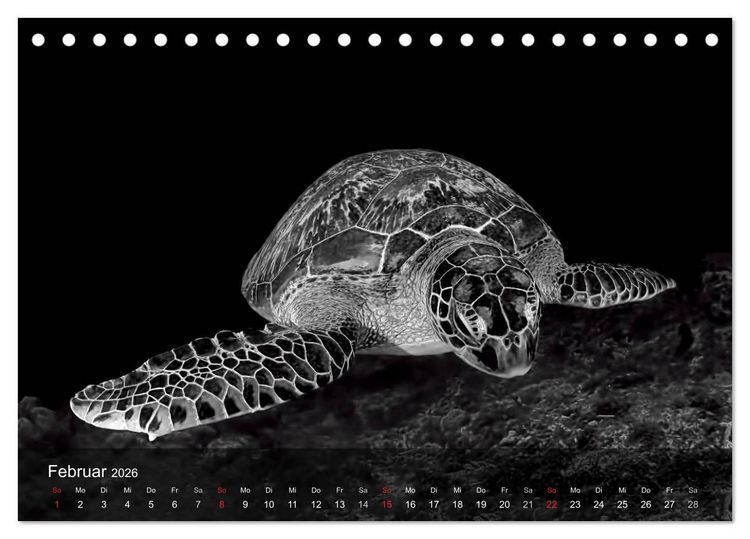 Produktbild: Schildkr&ouml;ten des Ozeans (Tischkalender 2026 DIN A5 quer), CALVENDO Monatskalender