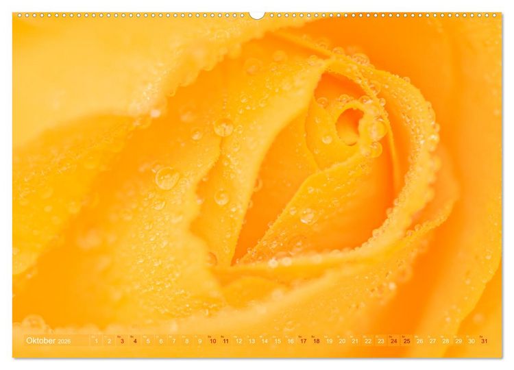 Produktbild: Rosen im Morgentau (Wandkalender 2026 DIN A2 quer), CALVENDO Monatskalender