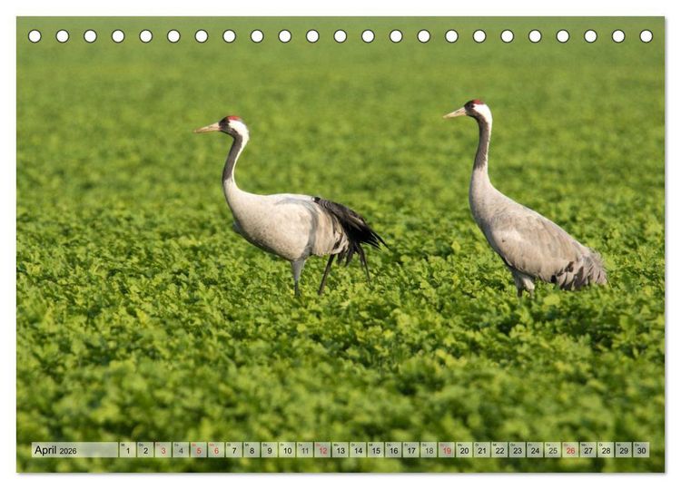 Produktbild: Kraniche auf dem Weg nach S&uuml;den (Tischkalender 2026 DIN A5 quer), CALVENDO Monatskalender