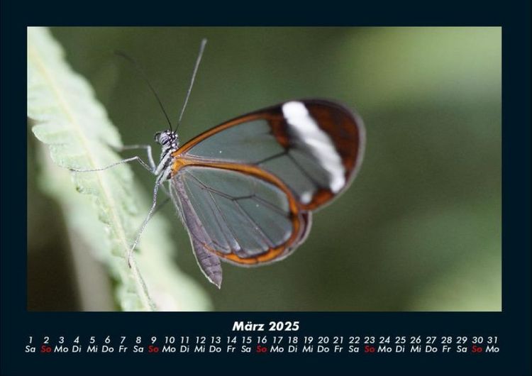 Produktbild: Bunte Pracht der Schmetterlinge 2025 Fotokalender DIN A4