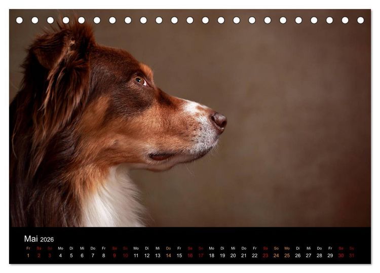 Produktbild: Charmante Australian Shepherds (Tischkalender 2026 DIN A5 quer), CALVENDO Monatskalender