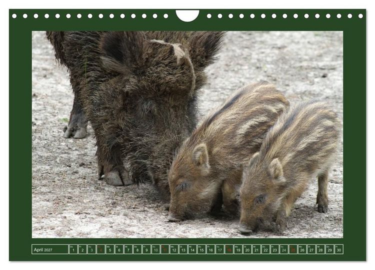 Produktbild: Schweinkram - Die Wildschweine sind los (Wandkalender 2027 DIN A4 quer), CALVENDO Monatskalender