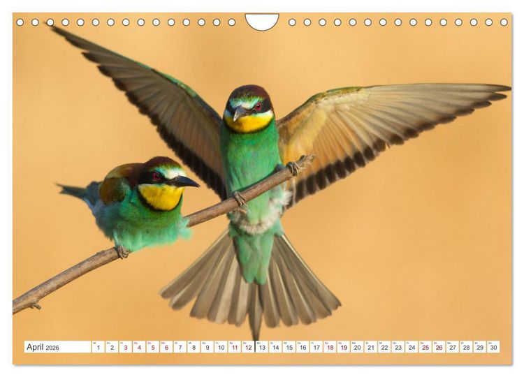 Produktbild: Bunte Flieger (Wandkalender 2026 DIN A4 quer), CALVENDO Monatskalender