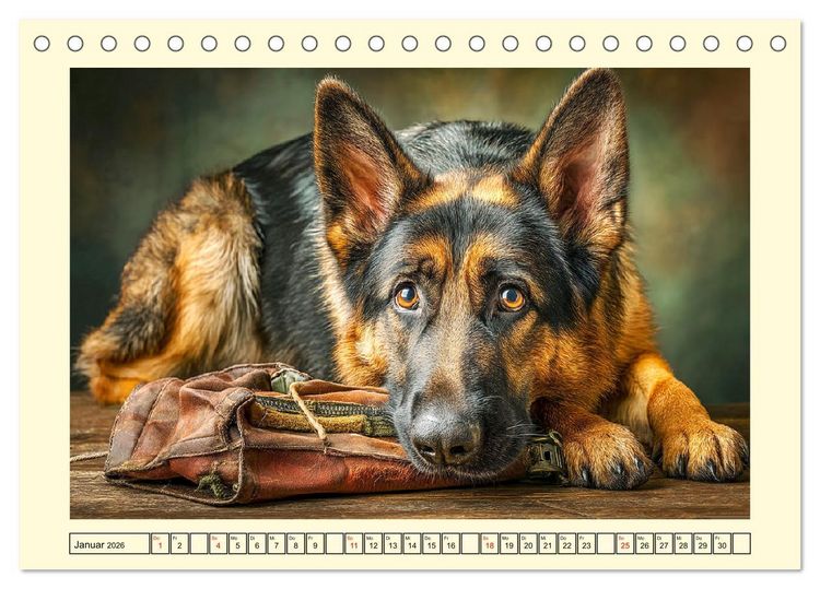 Produktbild: Deutscher Sch&auml;ferhund. Familienheld, Sportskanone und loyaler Diensthund (Tischkalender 2026 DIN A5 quer), CALVENDO Monatskalender