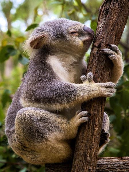 Produktbild: CALVENDO Puzzle Klettern ist sch&ouml;n... | 1000 Teile Lege-Gr&ouml;&szlig;e 64x48cm Foto-Puzzle f&uuml;r gl&uuml;ckliche Stunden