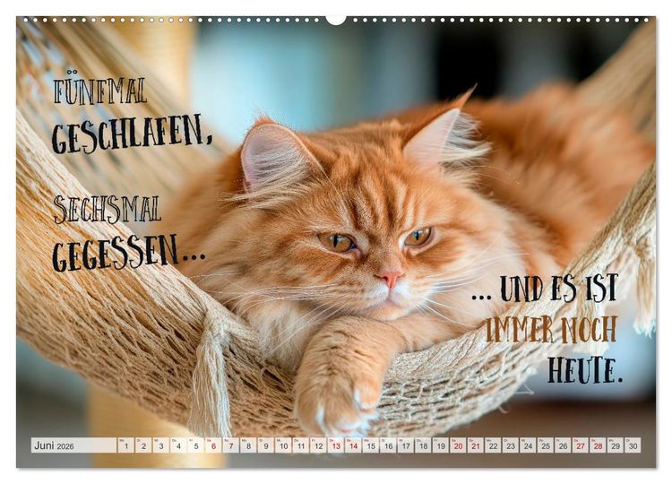 Produktbild: Katzenlogik - Wenn Blicke miauen k&ouml;nnten (Wandkalender 2026 DIN A2 quer), CALVENDO Monatskalender