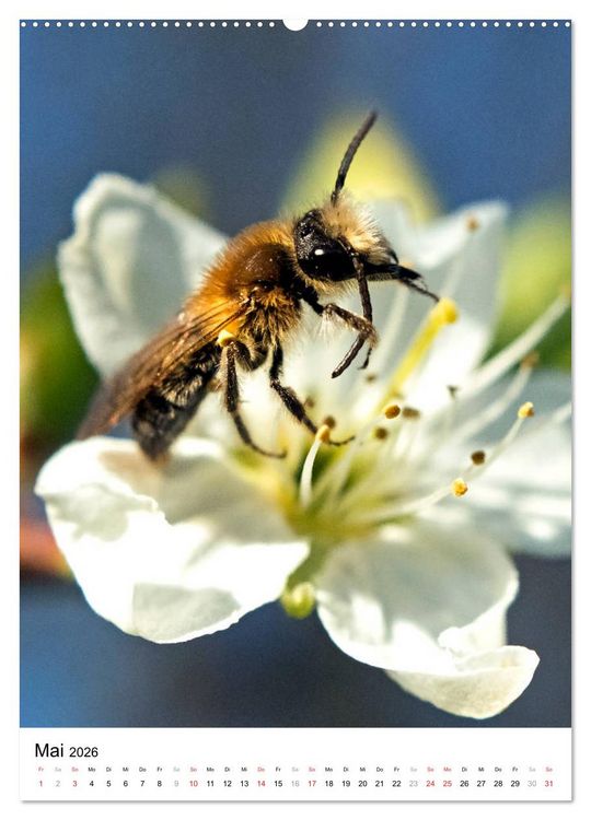 Produktbild: BIENEN - Kleine N&uuml;tzlinge ganz nah (hochwertiger Premium Wandkalender 2026 DIN A2 hoch), Kunstdruck in Hochglanz
