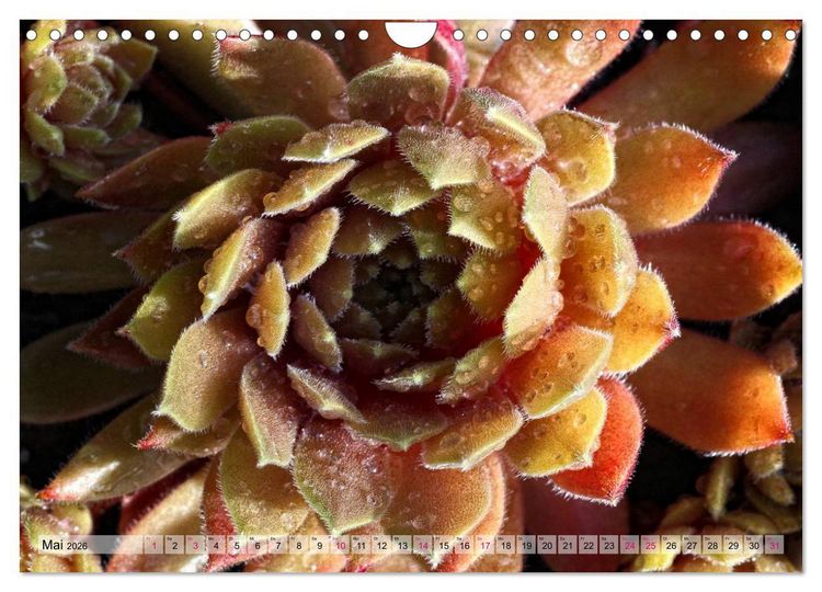 Produktbild: Sempervivum - Hauswurz (Wandkalender 2026 DIN A4 quer), CALVENDO Monatskalender