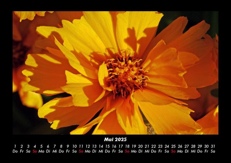 Produktbild: Blumentr&auml;ume 2025 Fotokalender DIN A3