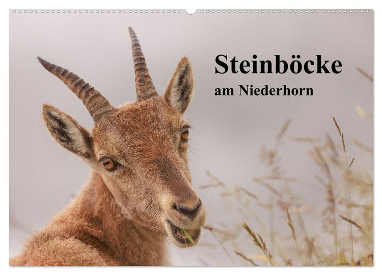 Produktbild: Steinb&ouml;cke am Niederhorn (Wandkalender 2026 DIN A2 quer), CALVENDO Monatskalender
