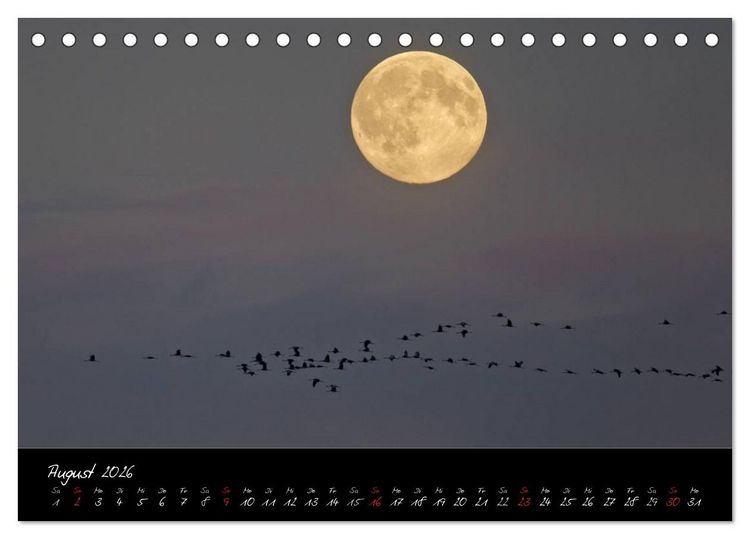 Produktbild: Kraniche - V&ouml;gel des Gl&uuml;cks (Tischkalender 2026 DIN A5 quer), CALVENDO Monatskalender