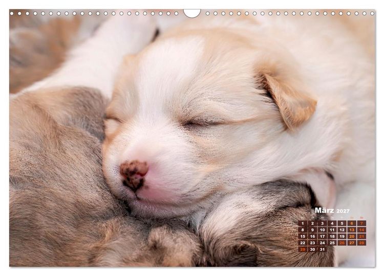 Produktbild: Willkommen auf dieser Welt ihr kleinen Islandhunde (Wandkalender 2027 DIN A3 quer), CALVENDO Monatskalender