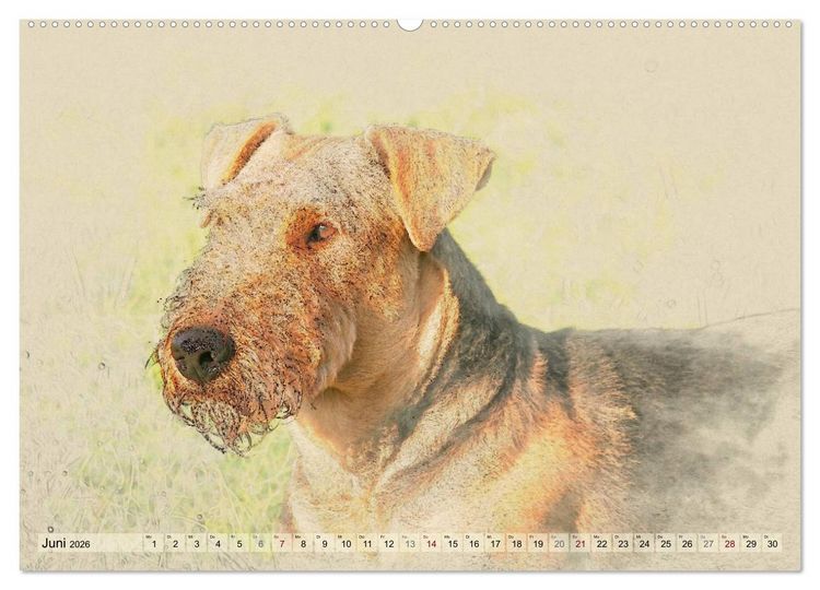 Produktbild: Airedale Terrier 2026 (hochwertiger Premium Wandkalender 2026 DIN A2 quer), Kunstdruck in Hochglanz