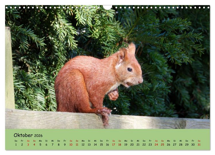 Produktbild: Wilder Nordosten - Aug in Aug mit Tieren der Ostseeregion (Wandkalender 2026 DIN A3 quer), CALVENDO Monatskalender