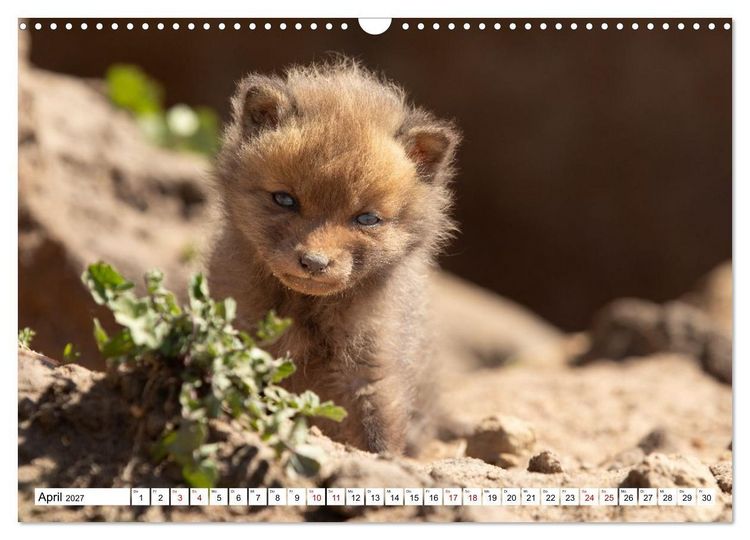 Produktbild: Wildtiere im M&uuml;ritz-Nationalpark (Wandkalender 2027 DIN A3 quer), CALVENDO Monatskalender