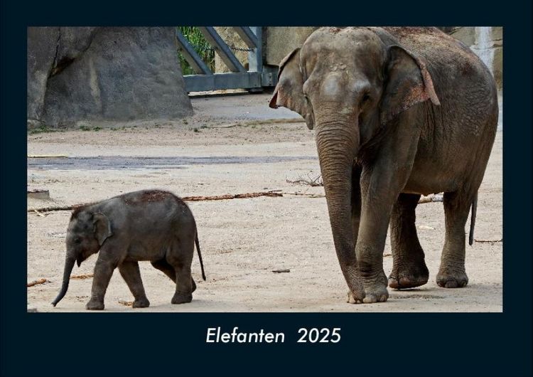Produktbild: Elefanten 2025 Fotokalender DIN A4