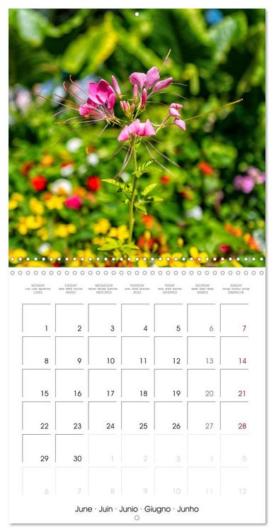 Produktbild: Harmonie Florale Des Pr&eacute;s aux Villes (Calendrier mural carr&eacute; 2026 30x30 cm) Calendrier double avec une page pour vos prises de notes