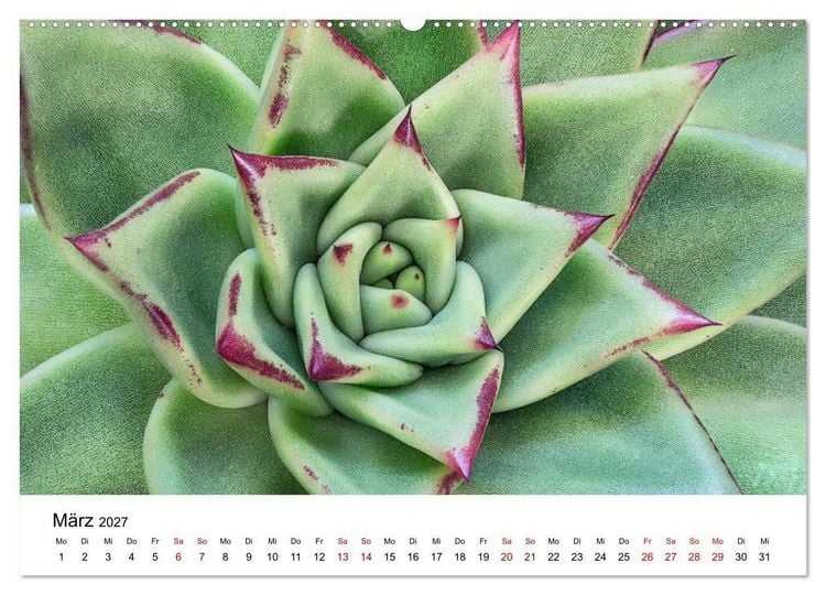 Produktbild: Sukkulenten Galerie (Wandkalender 2027 DIN A2 quer), CALVENDO Monatskalender