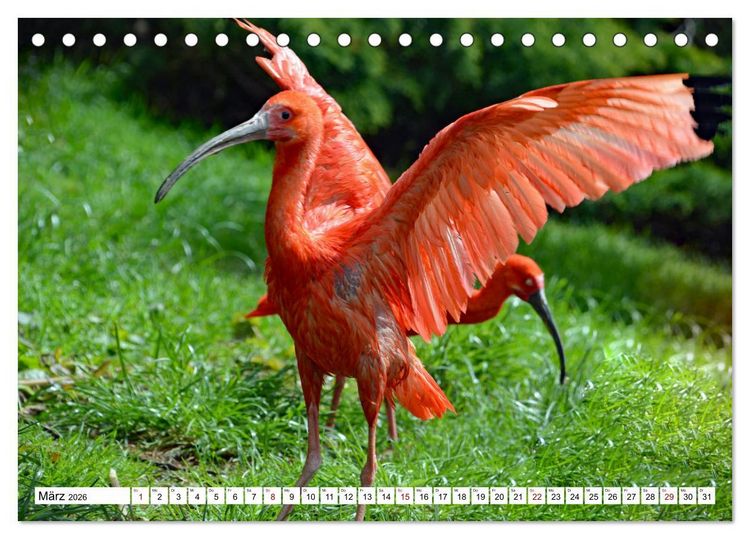 Produktbild: Bunte Vielfalt in der Vogelwelt (Tischkalender 2026 DIN A5 quer), CALVENDO Monatskalender