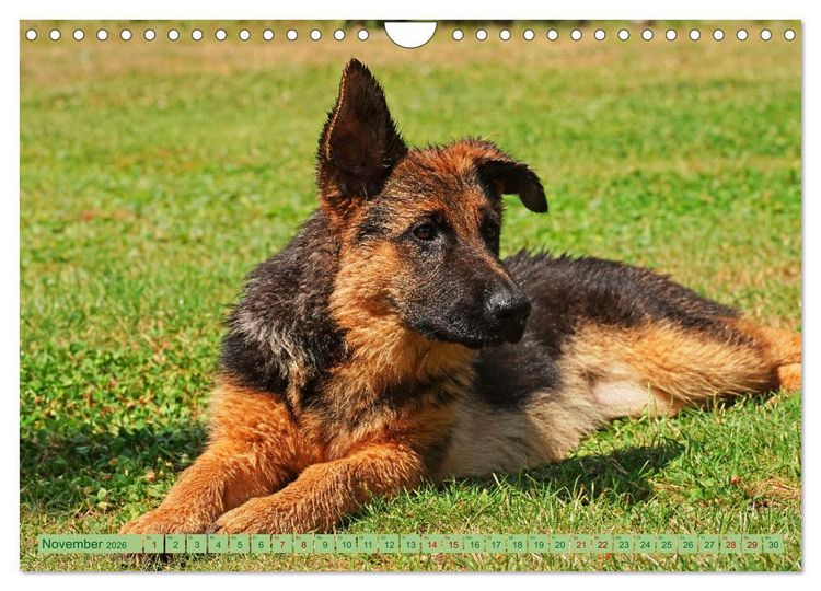 Produktbild: Faszination Sch&auml;ferhundwelpe (Wandkalender 2026 DIN A4 quer), CALVENDO Monatskalender