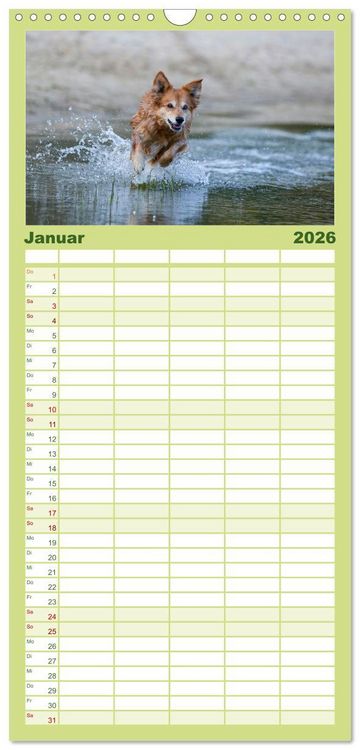 Produktbild: Familienplaner 2026 - Hunde Action mit 5 Spalten (Wandkalender, 21 x 45 cm) CALVENDO