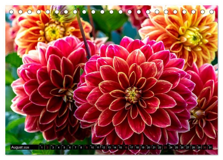 Produktbild: Dahlien - Blumenwunder der Natur (Tischkalender 2026 DIN A5 quer), CALVENDO Monatskalender