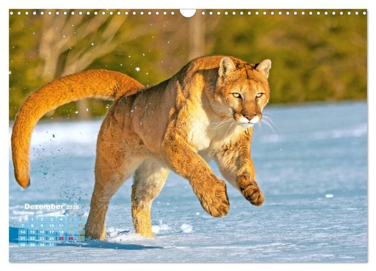 Produktbild: Puma: Auf leisen Pfoten (Wandkalender 2026 DIN A3 quer), CALVENDO Monatskalender