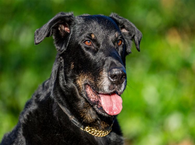 Produktbild: CALVENDO Puzzle Ein Motiv aus dem Kalender Der Beauceron | 2000 Teile Lege-Gr&ouml;&szlig;e 90x67cm Foto-Puzzle f&uuml;r gl&uuml;ckliche Stunden