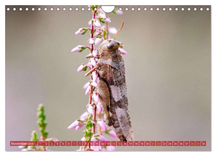 Produktbild: Naturpark Niederlausitzer Heidelandschaft - Heidebl&uuml;te (Wandkalender 2026 DIN A4 quer), CALVENDO Monatskalender