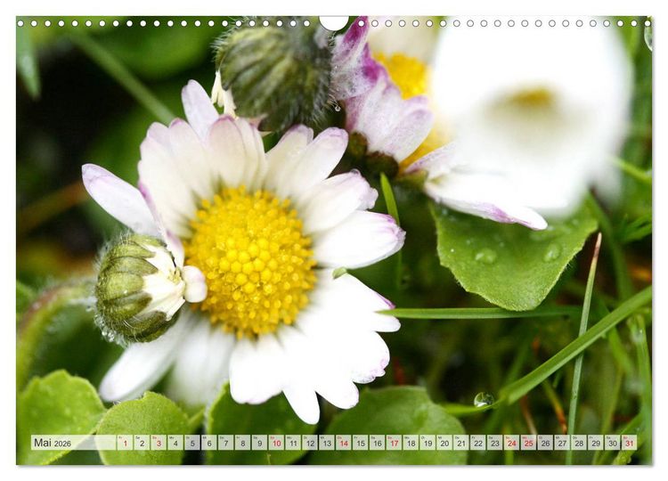Produktbild: Auf Augenh&ouml;he mit G&auml;nsebl&uuml;mchen (Wandkalender 2026 DIN A3 quer), CALVENDO Monatskalender