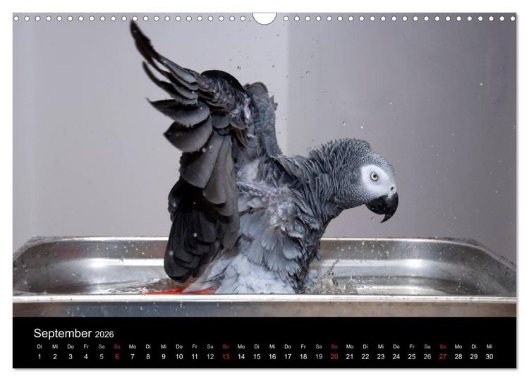 Produktbild: Graupapageien zum Verlieben (Wandkalender 2026 DIN A3 quer), CALVENDO Monatskalender