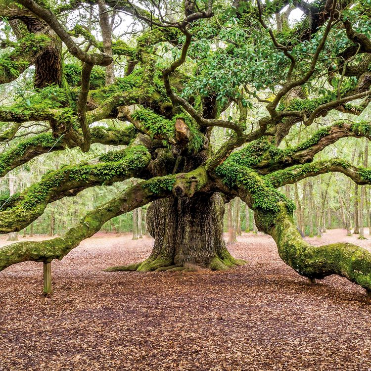Produktbild: Die Kraft der B&auml;ume / The Power of Trees 2027