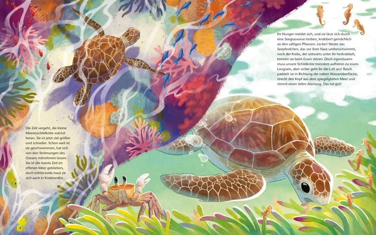 Produktbild: Die kleine Schildkr&ouml;te - Zu Hause im Meer