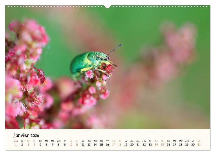 Produktbild: Nos amis les insectes (Calendrier mural 2026 DIN A2 vertical) calendrier de bureau