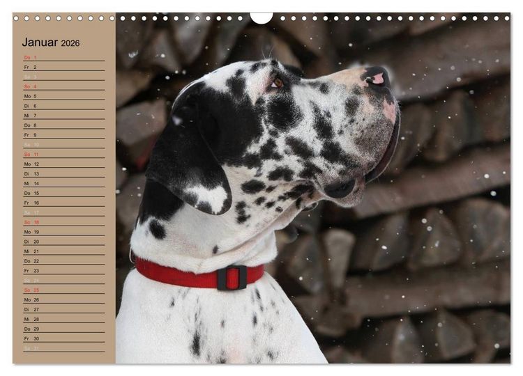Produktbild: Deutsche Doggen - Sanfte Riesen (Wandkalender 2026 DIN A3 quer), CALVENDO Monatskalender