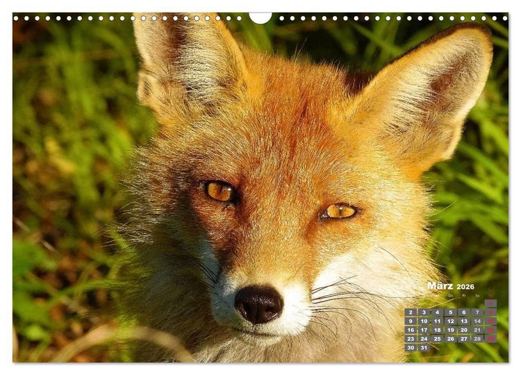 Produktbild: Familie Fuchs hautnah in Berlin (Wandkalender 2026 DIN A3 quer), CALVENDO Monatskalender