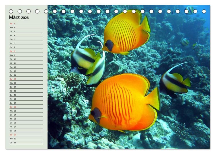 Produktbild: Knallbunte Wasserwelt. Die Welt der Fische (Tischkalender 2026 DIN A5 quer), CALVENDO Monatskalender