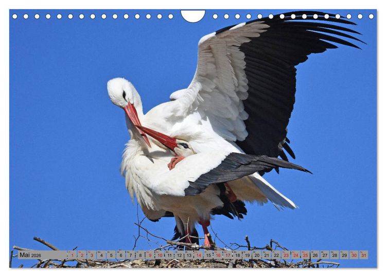 Produktbild: Zu Gast bei Familie Storch (Wandkalender 2026 DIN A4 quer), CALVENDO Monatskalender