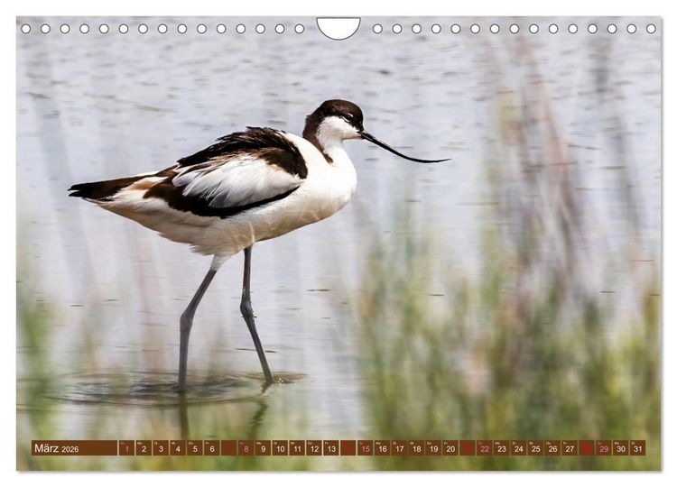 Produktbild: Die Vogelwelt der Camargue (Wandkalender 2026 DIN A4 quer), CALVENDO Monatskalender