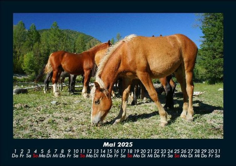Produktbild: Die Welt der Pferde 2025 Fotokalender DIN A5