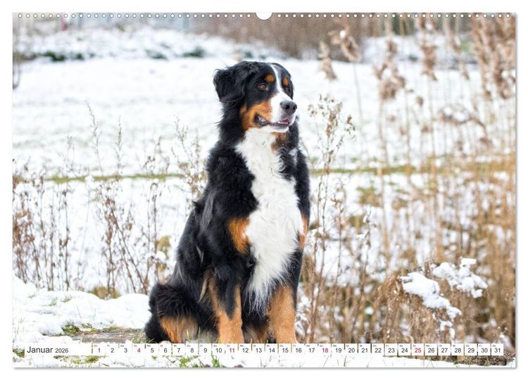 Produktbild: Berner Sennenhunde machen gl&uuml;cklich (Wandkalender 2026 DIN A2 quer), CALVENDO Monatskalender