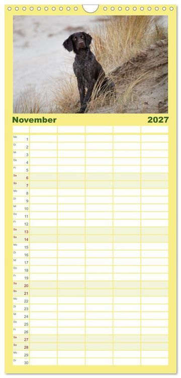 Produktbild: Familienplaner 2027 - Passion Jagdhund - Deutsch Langhaar mit 5 Spalten (Wandkalender, 21 x 45 cm) CALVENDO