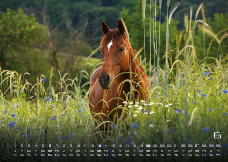 Produktbild: Pferdegefl&uuml;ster - Der Pferdekalender - 2027 - Kalender DIN A2