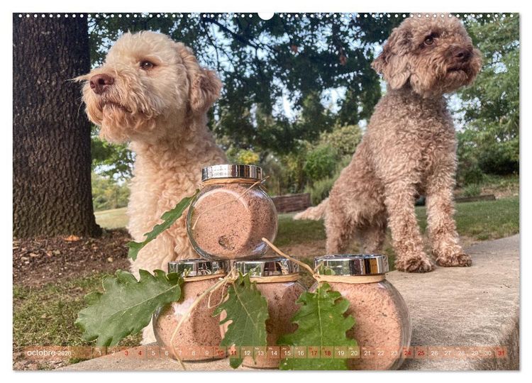 Produktbild: Tr&eacute;sors de truffes fran&ccedil;aises (Calendrier mural 2026 DIN A2 vertical) calendrier de bureau