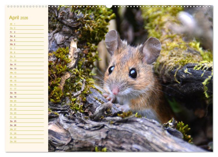 Produktbild: Gr&uuml;sse von der Maus! (Wandkalender 2026 DIN A2 quer), CALVENDO Monatskalender