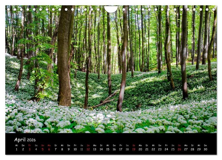 Produktbild: Faszination Harz 2026 (Wandkalender 2026 DIN A4 quer), CALVENDO Monatskalender