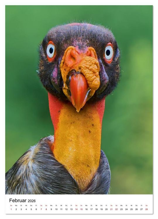 Produktbild: Sch&auml;tze des Regenwalds (Wandkalender 2026 DIN A3 hoch), CALVENDO Monatskalender